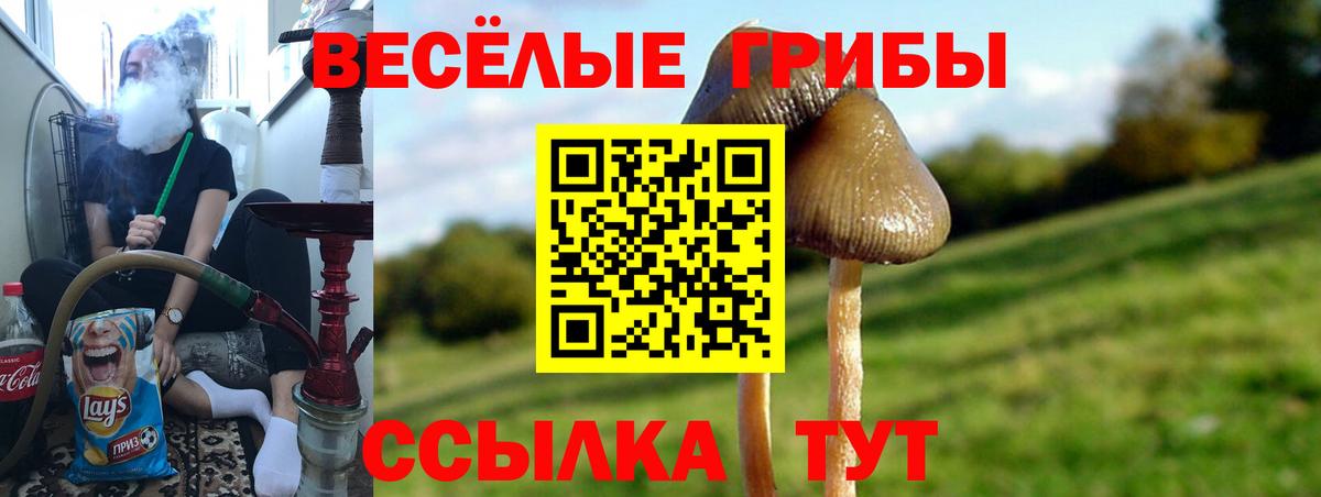 Псилоцибиновые грибы Psilocybine cubensis Стрежевой